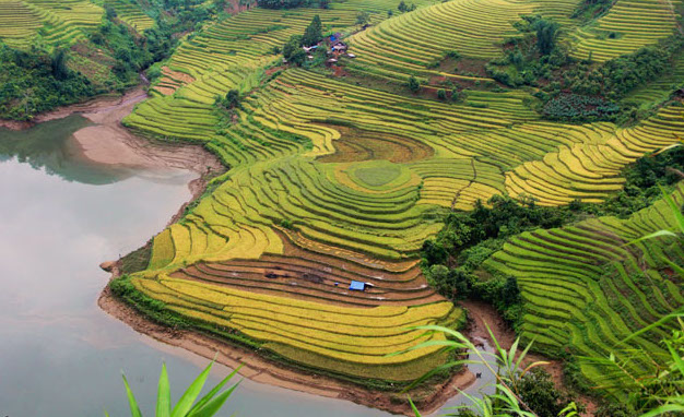 Nord-Ouest Vietnam : Voyage au cœur des rizières dorées