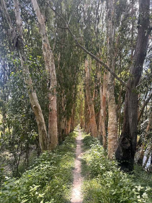 La for&ecirc;t de cajeputiers &agrave; Tra Su