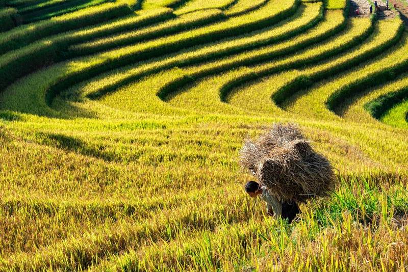 Sapa en novembre