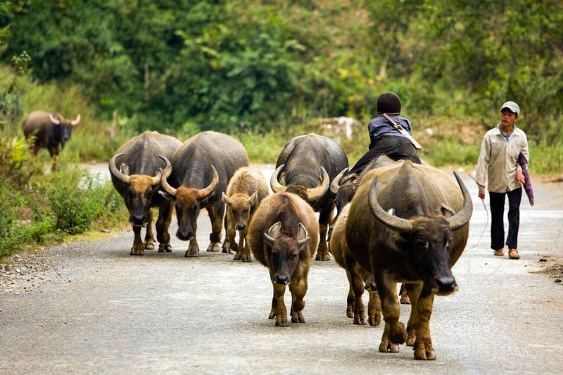 L'enfant avec les buffles &agrave;&nbsp;Sapa