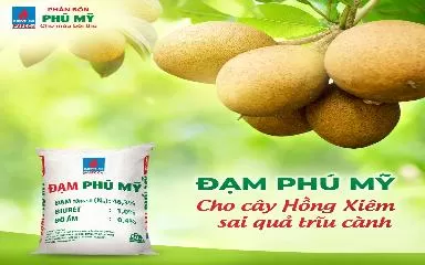 Đạm Phú Mỹ bón cho cây hồng xiêm, cho quả trĩu cành