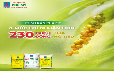 Phân bón Phú Mỹ & mức lợi nhuận hơn 230 triệu đồng/ ha hồ tiêu