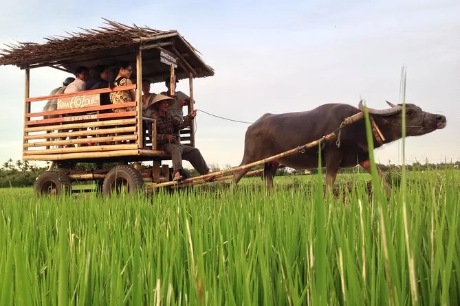 Buffalo Cart and Farming Life