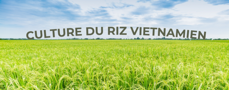 La culture du riz au Vietnam : Un art ancestral