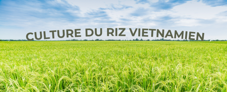 La culture du riz au Vietnam : Un art ancestral